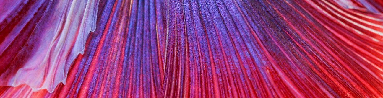 An Introduction To Bankruptcy In The UAE