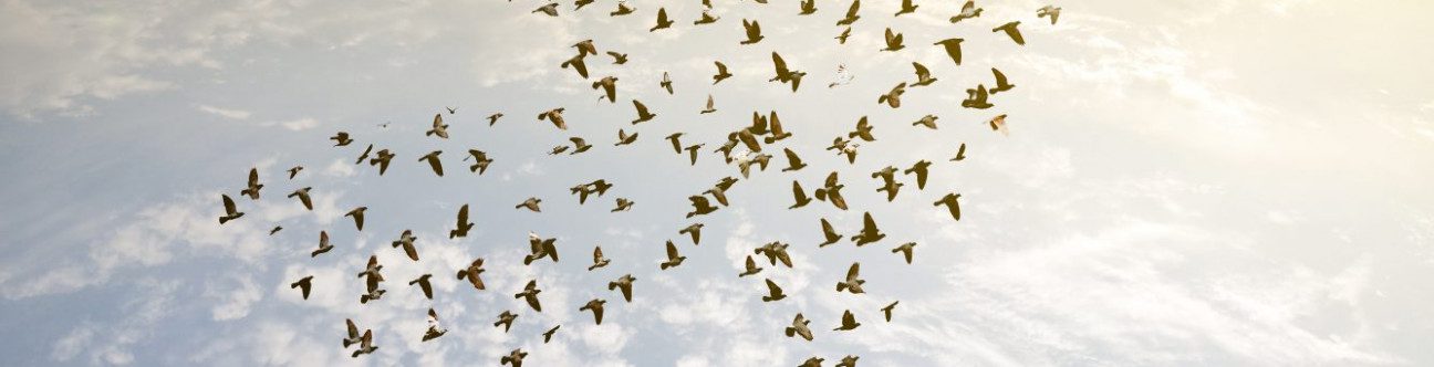 BSA Ahmad Bin Hezeem & Associates LLP are Expanding at a Rapid Rate with Promotions and Strategic Additions Across the Firm