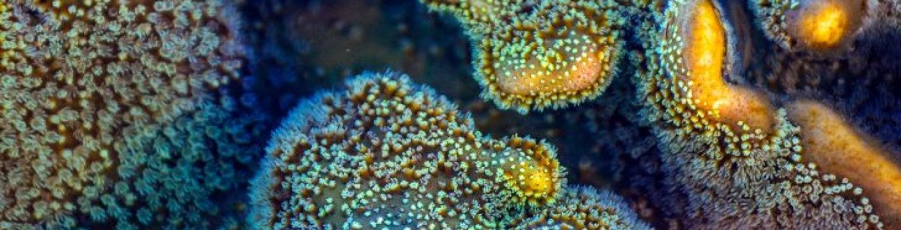 Growth Of The Islamic Banking Sector In The UAE Is On Track