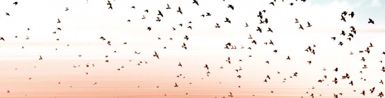 New Commercial Companies Law: Modernising Corporate Legalisation in Oman