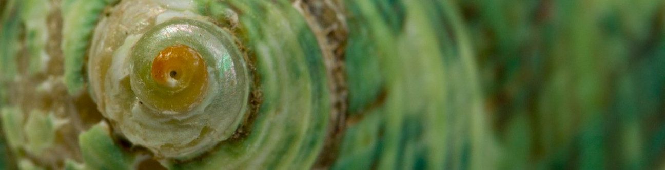 New Federal Commercial Companies Law in the UAE