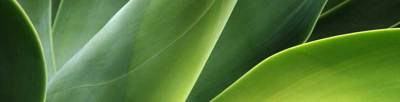 Recent Legal Developments in Business Interruption Insurance – Coverage Issues and Wider Implications perhaps for the Middle East