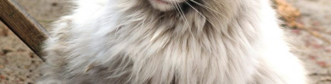 Tenants Rights In The Event Of Fire